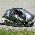 Pewter Cougar skull Pewter Cougar skull